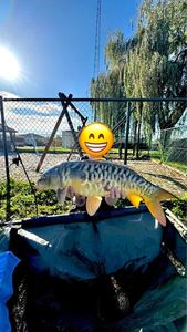 Mirror Carp