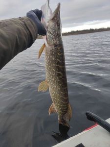 Northern Pike