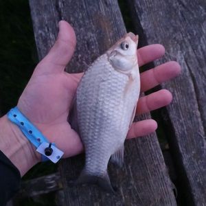 Prussian Carp