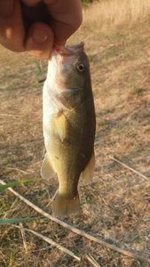 Largemouth Bass