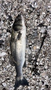 European Bass (Seabass)