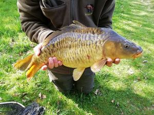 Common Carp
