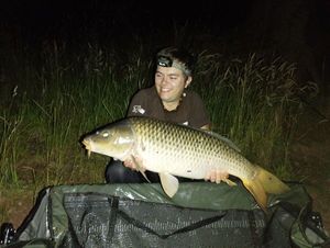 Common Carp