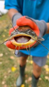 Black Bullhead
