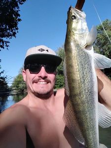 Zander