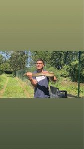European Eel (Common Eel)