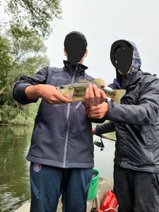 Largemouth Bass