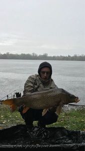 Common Carp