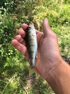 European Perch