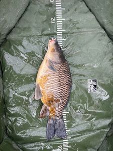 Common Carp