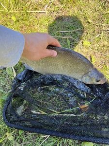 Common Bream