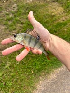 European Perch