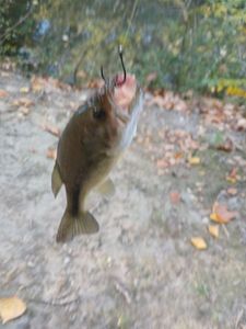 Largemouth Bass