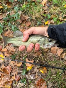 Smallmouth Bass