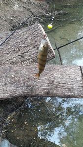 European Perch