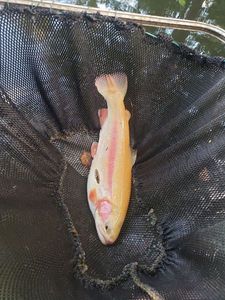 Golden Trout