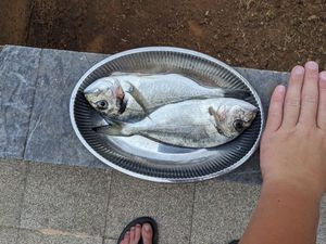 Gilthead Seabream