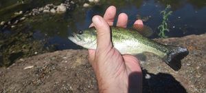 Angler's catch photo