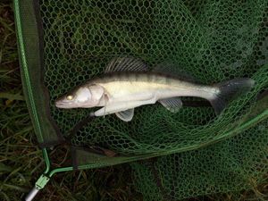 Zander