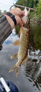 Northern Pike