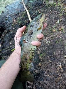 Brown Trout