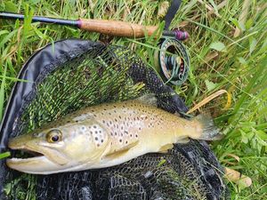 Brown Trout