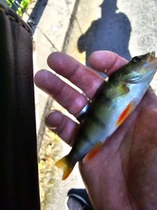 European Perch