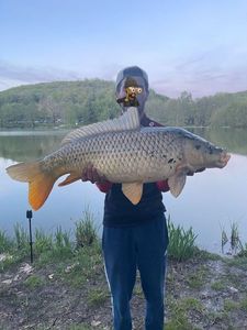 Common Carp