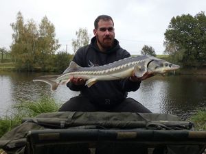 Sturgeon