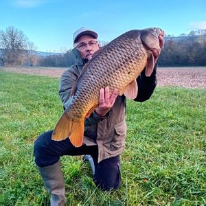 Common Carp