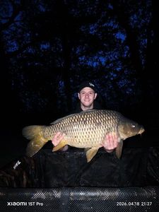 Common Carp