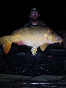 Mirror Carp
