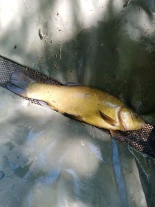 Tench
