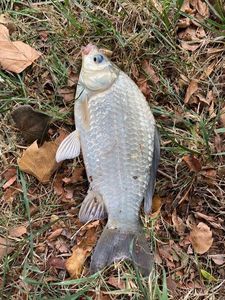 Crucian Carp
