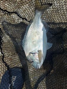 Gilthead Seabream