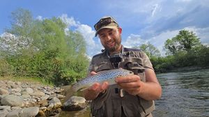 Brown Trout