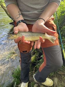 Brown Trout