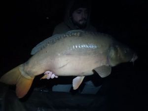 Mirror Carp
