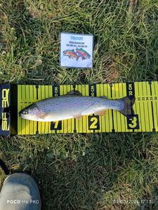 Rainbow Trout