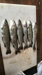 Rainbow Trout