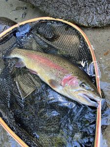 Rainbow Trout