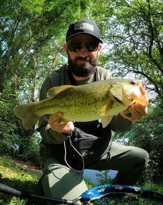 Largemouth Bass