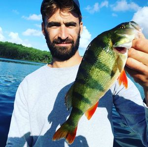 European Perch