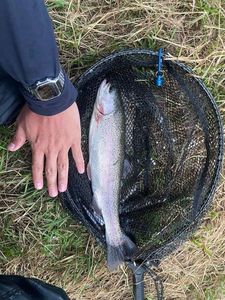 Rainbow Trout