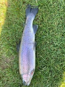Rainbow Trout