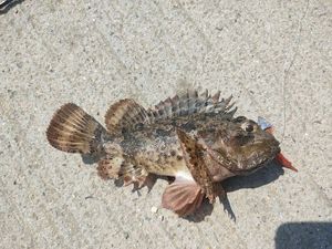 Brown Scorpionfish