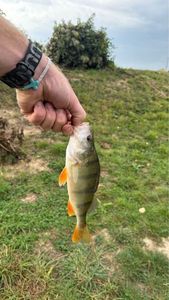 European Perch