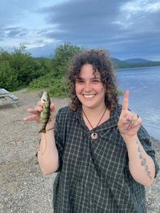 Yellow Perch