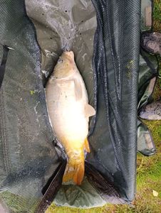 Leather Carp