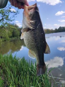 Largemouth Bass